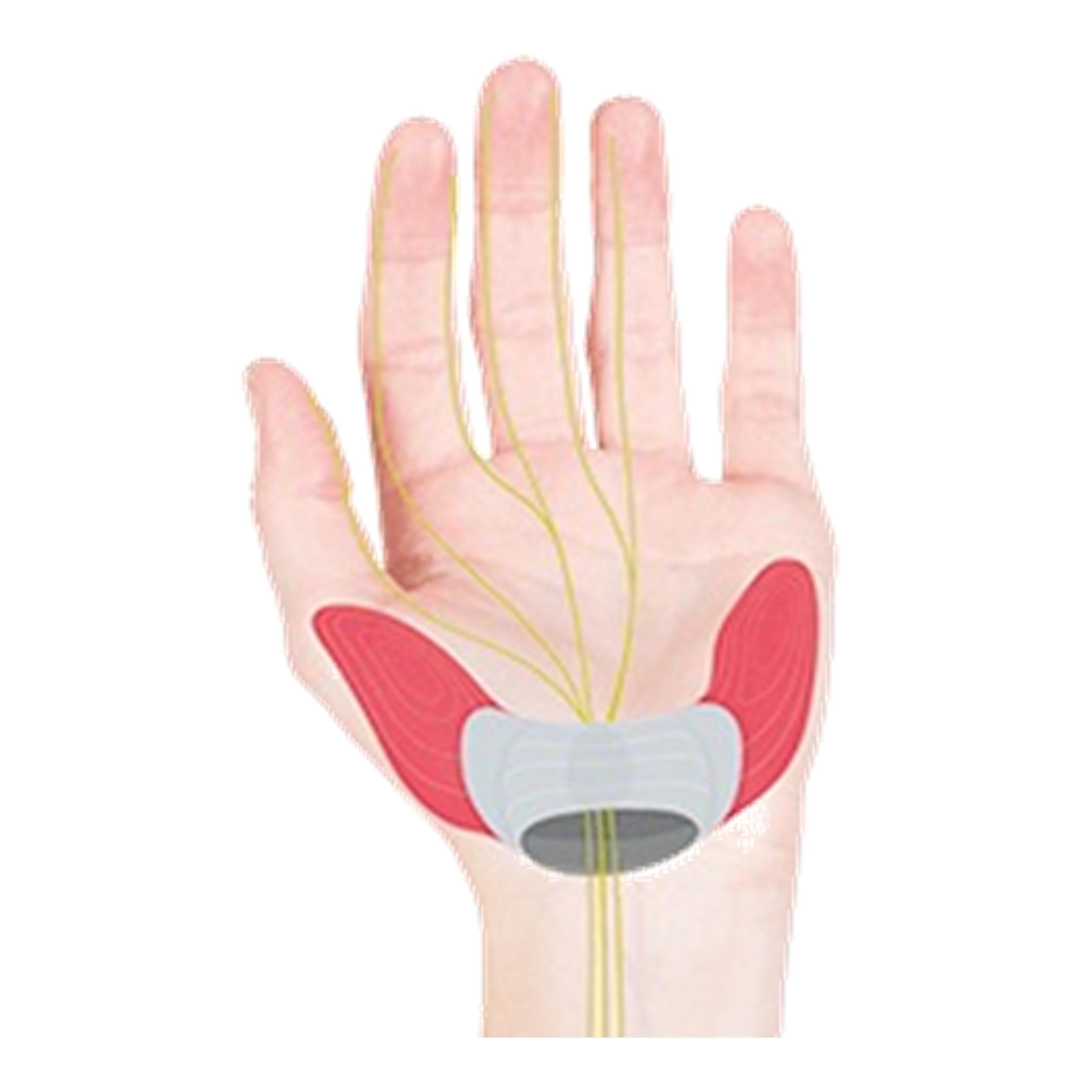 Diagram of a hand, showing how the Ergon GC1 grip relieves nerve pressure due to correct weight distribution